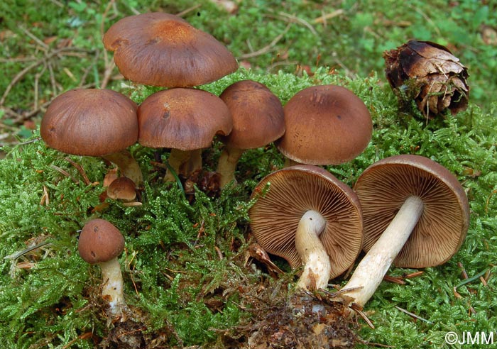 Psathyrella chondroderma