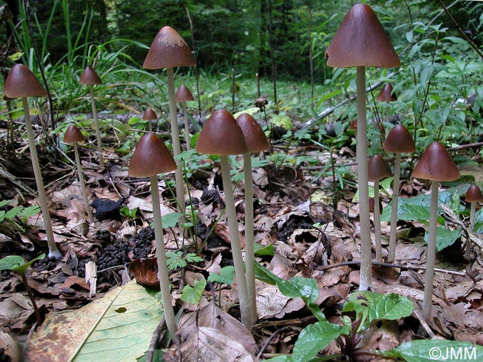 Psathyrella conopilus