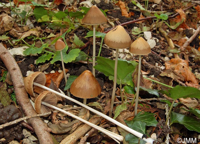 Psathyrella conopilus