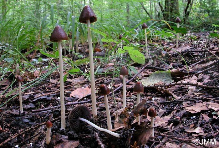 Psathyrella conopilus