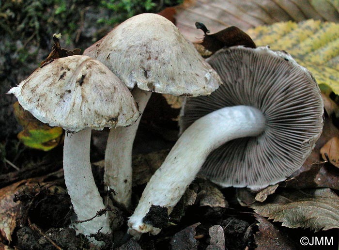 Psathyrella cotonea