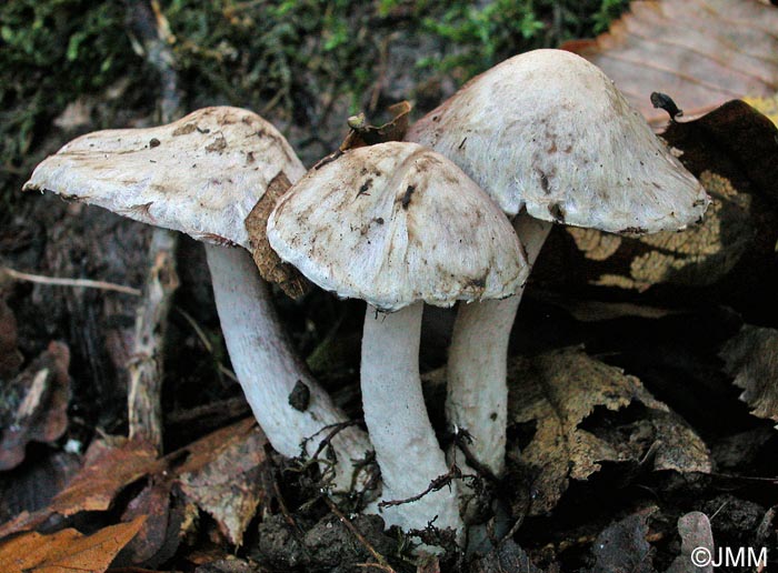 Psathyrella cotonea