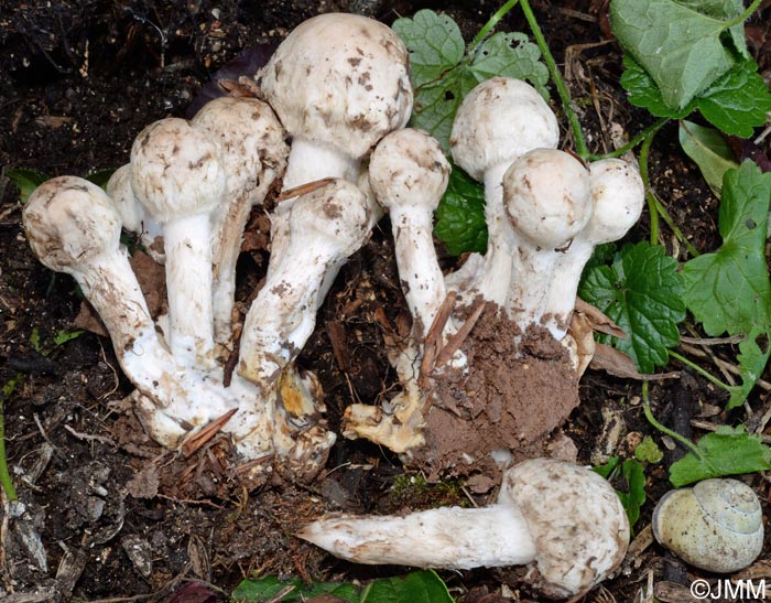 Psathyrella cotonea