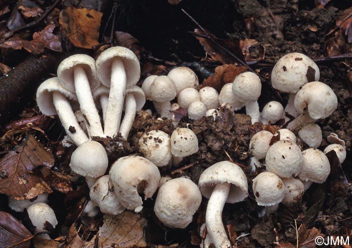 Psathyrella cotonea