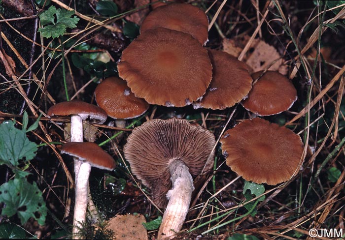 Psathyrella gossypina