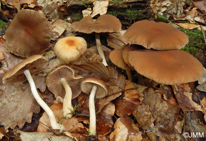 Psathyrella gossypina