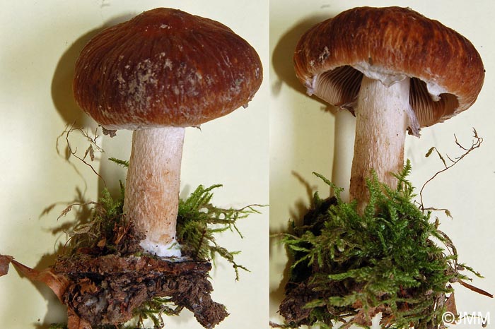 Psathyrella gossypina