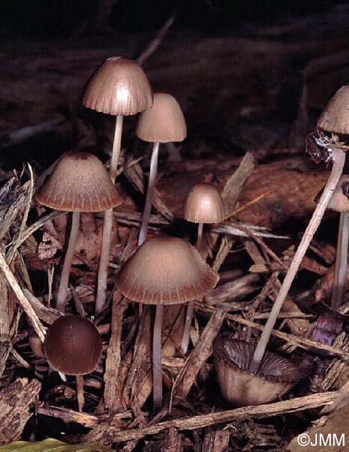 Psathyrella corrugis f. gracilis = Psathyrella gracilis