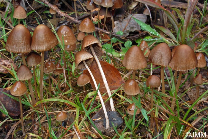 Psathyrella corrugis f. gracilis = Psathyrella gracilis