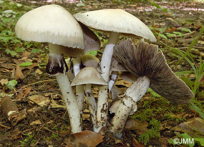 Psathyrella leucotephra