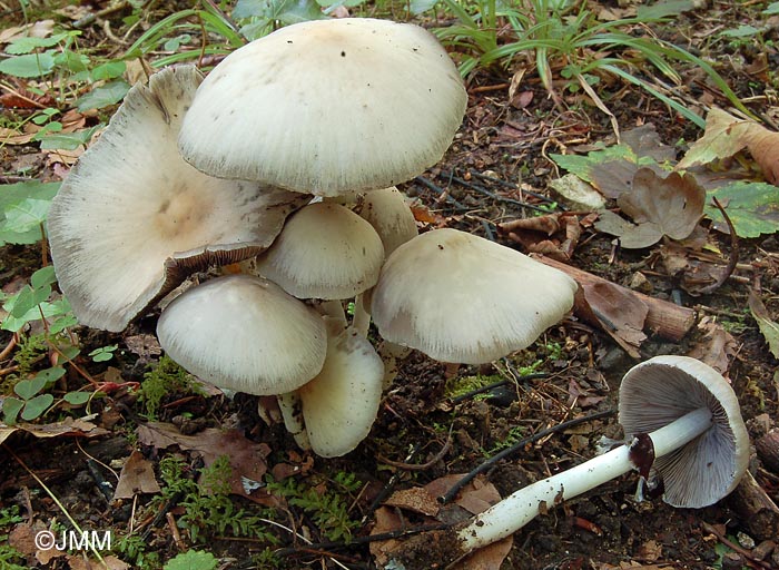 Psathyrella leucotephra