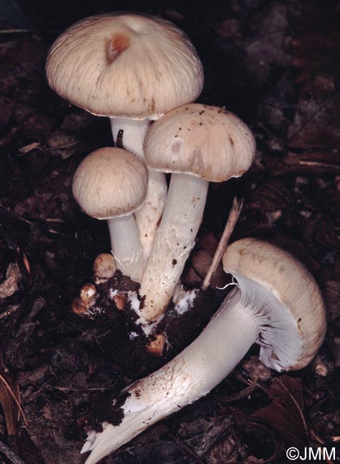 Psathyrella leucotephra