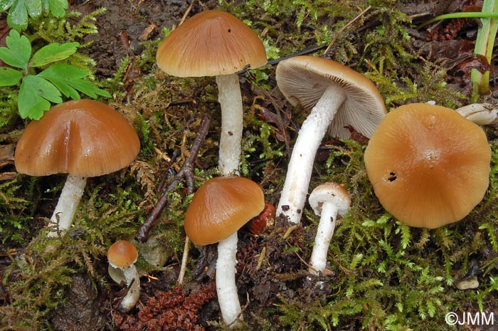 Psathyrella lutensis