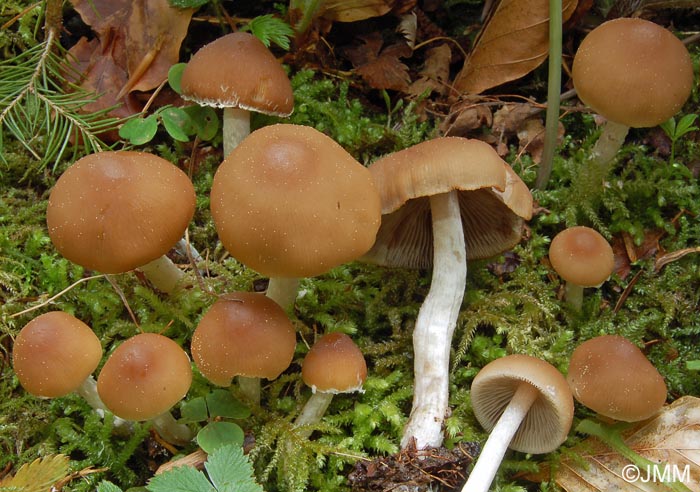 Psathyrella lutensis