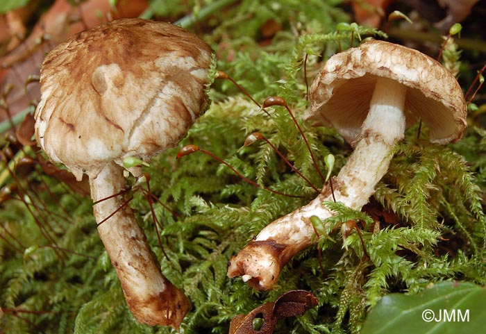 Psathyrella maculata