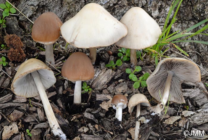 Psathyrella marcescibilis = Coprinopsis marcescibilis