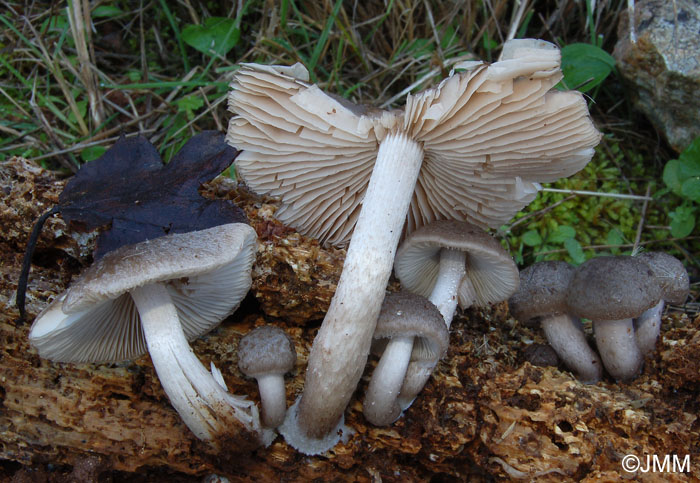 Psathyrella melanthina