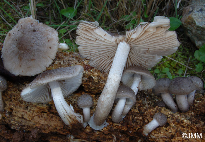 Psathyrella melanthina