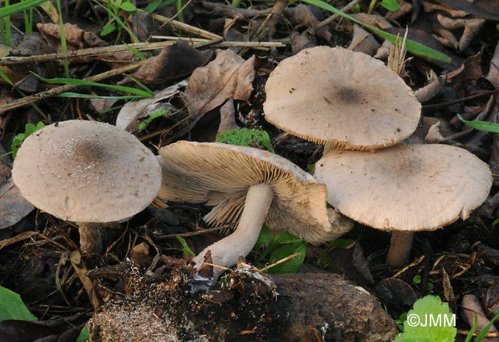 Psathyrella melanthina