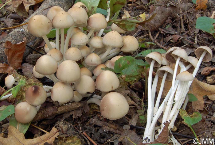 Psathyrella multipedata