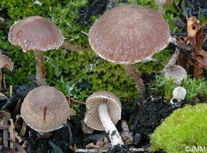 Psathyrella pennata