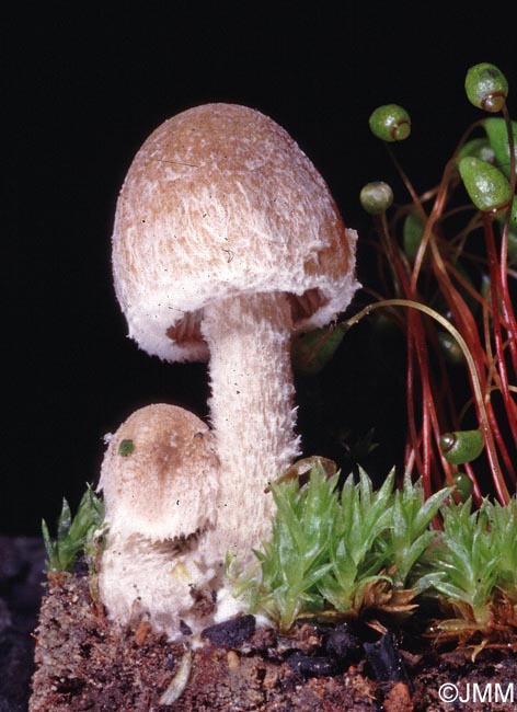 Psathyrella pennata