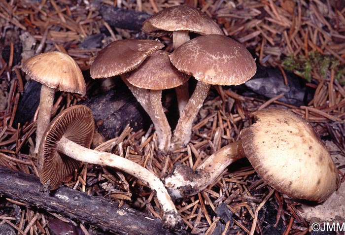 Psathyrella pennata