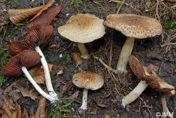 Cystoagaricus silvestris = Psathyrella populina = Psathyrella silvestris