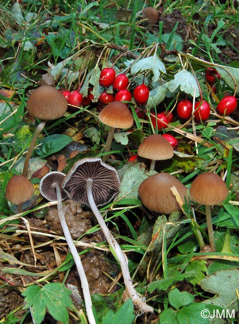 Psathyrella prona