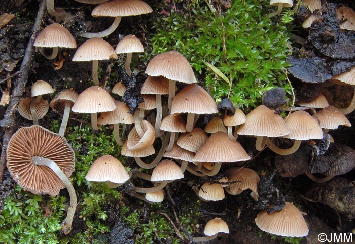 Psathyrella pygmaea