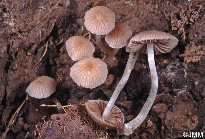 Psathyrella pygmaea