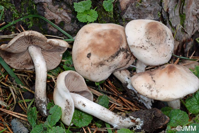 Psathyrella spadicea = Homophron spadiceum