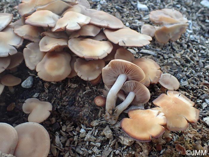 Psathyrella spadicea = Homophron spadiceum