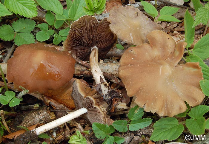 Psathyrella spadiceogrisea