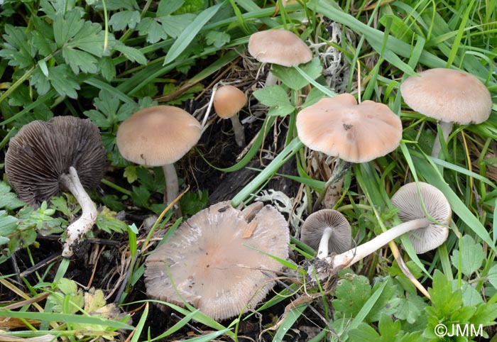 Psathyrella spadiceogrisea