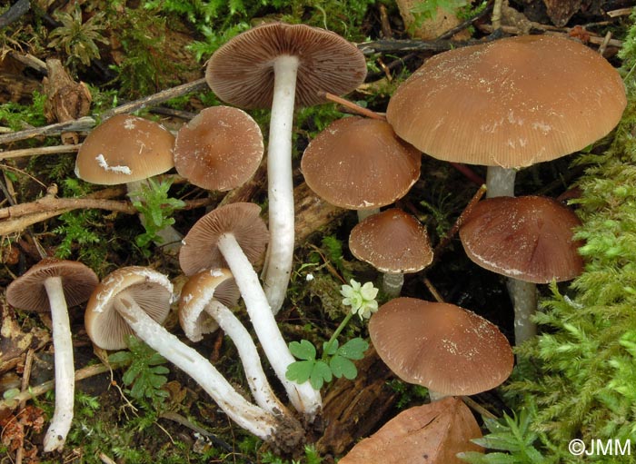 Psathyrella spadiceogrisea