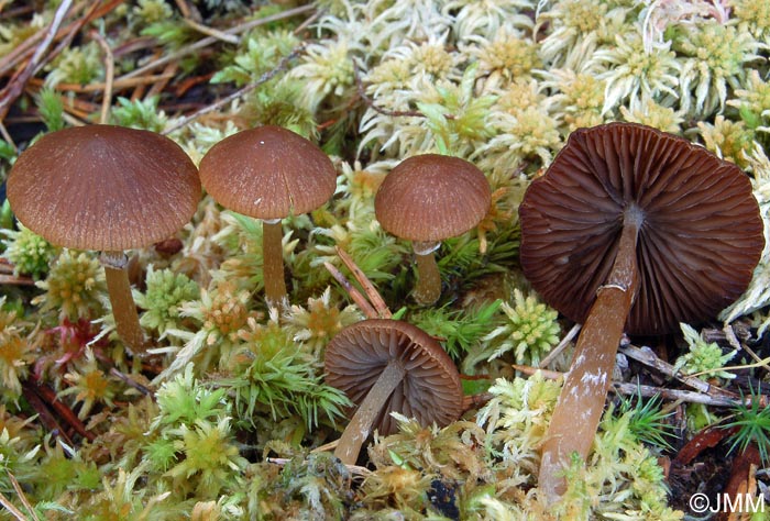 Psathyrella sphagnicola