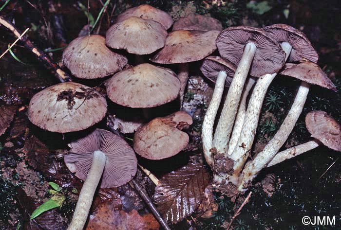 Psathyrella storea