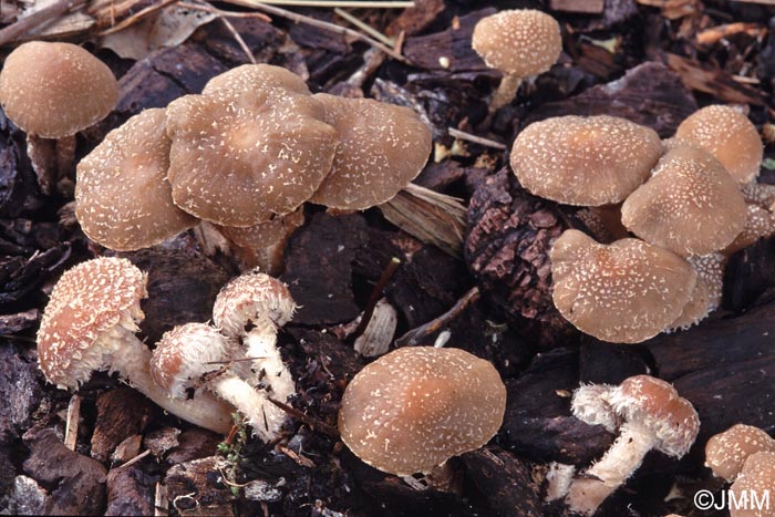 Psathyrella suavissima = Psathyrella sacchariolens