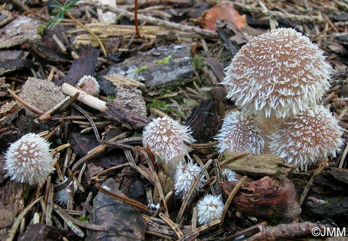 Psathyrella suavissima = Psathyrella sacchariolens