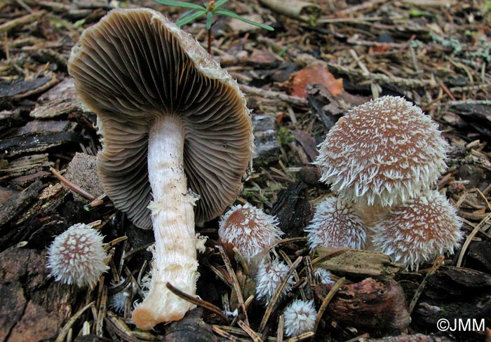 Psathyrella suavissima = Psathyrella sacchariolens