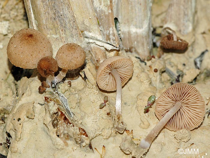 Psathyrella typhae