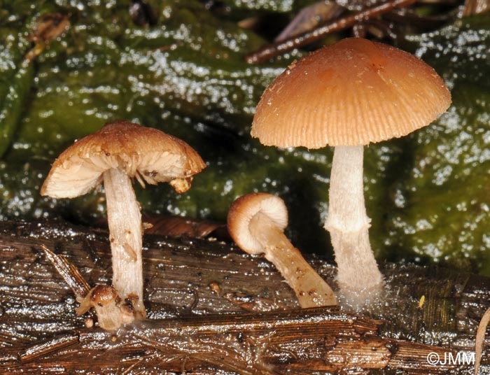 Psathyrella typhae