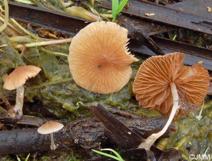 Psathyrella typhae