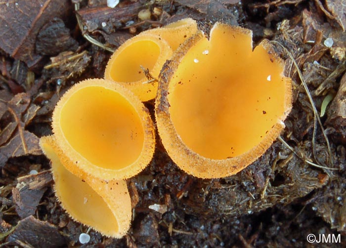 Pseudaleuria fibrillosa