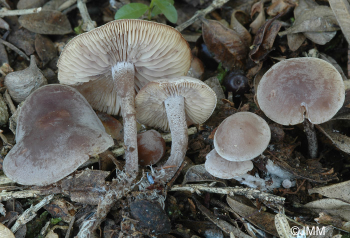 Pseudobaeospora brunnea