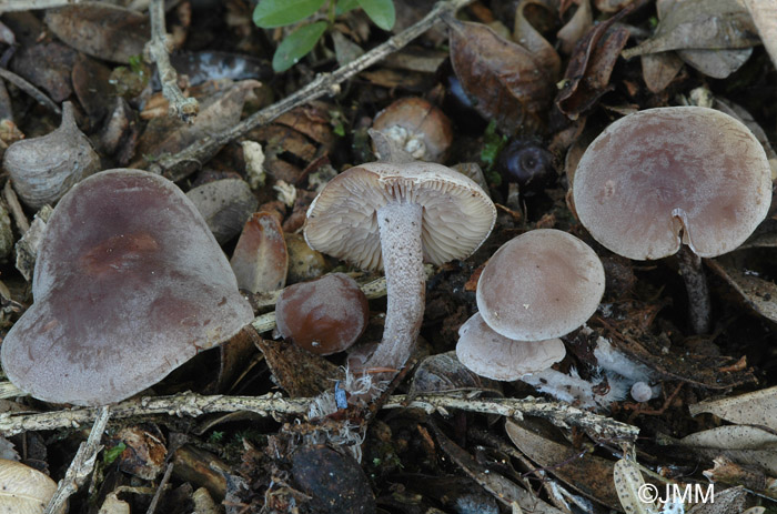 Pseudobaeospora brunnea