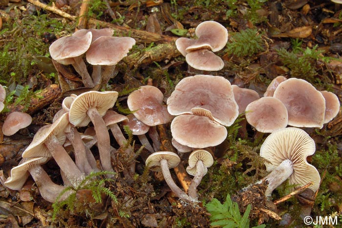 Pseudobaeospora brunnea