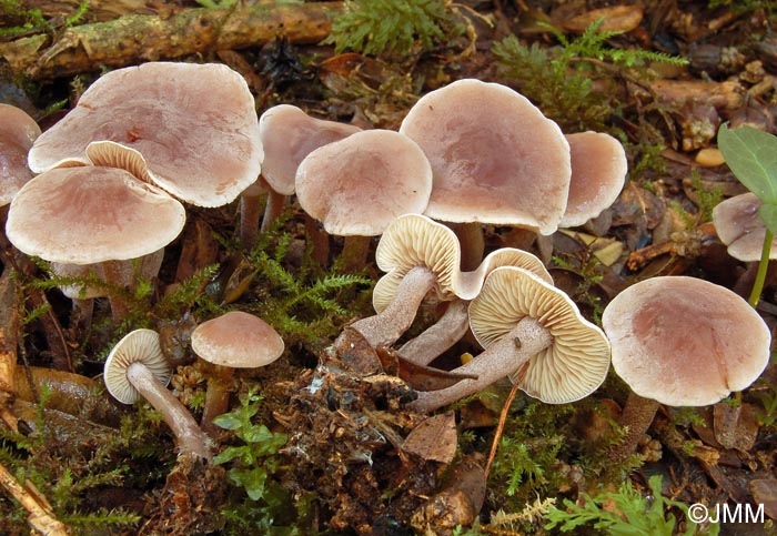 Pseudobaeospora brunnea