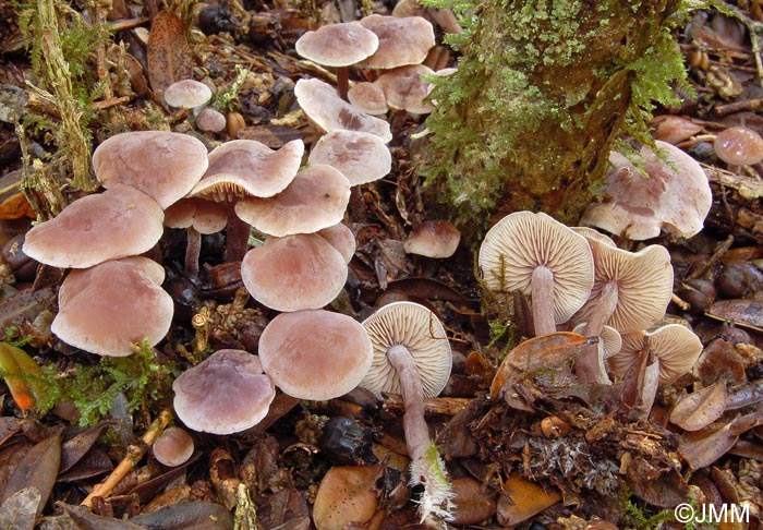 Pseudobaeospora brunnea